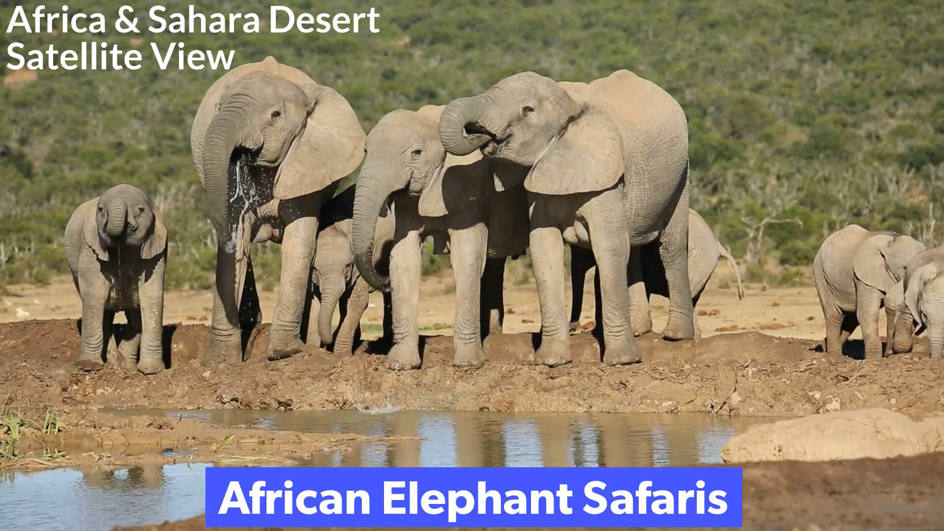 African Elephant Safaris